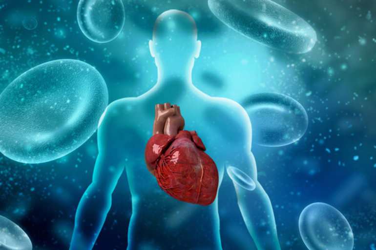 Систола сердца