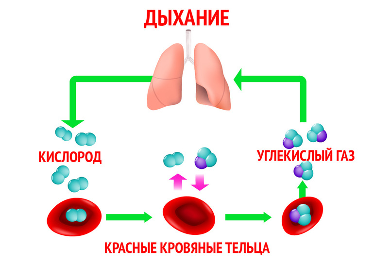Соотношение газов в кровеносной системе