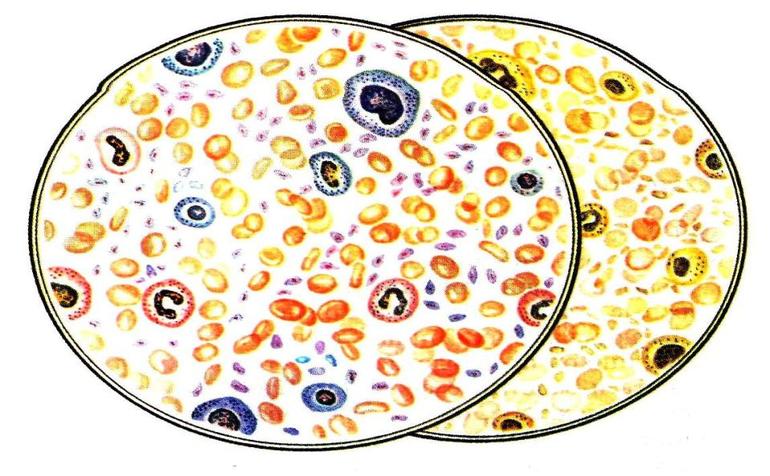 Состав крови