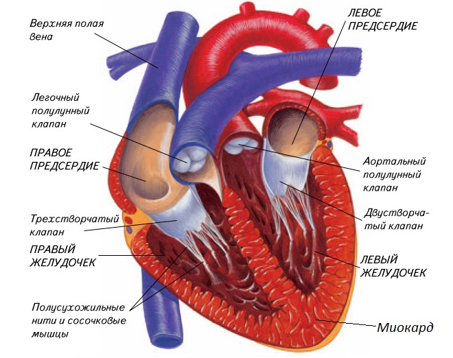 сердечная мышца