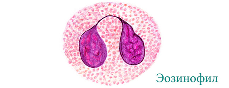 Строение эозинофилов