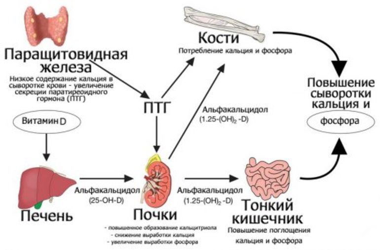 Свойства кальцитонина