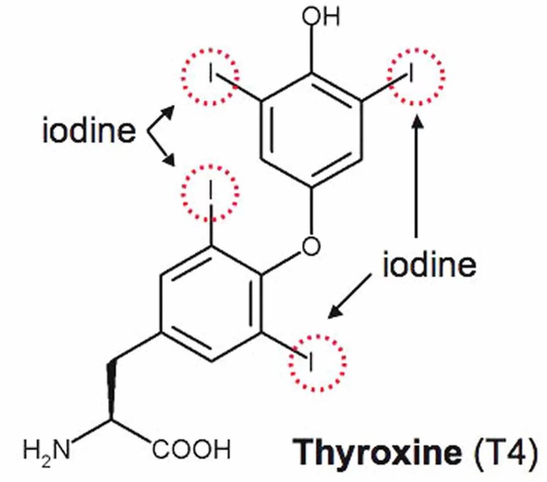 Т4 свободный норма у женщин
