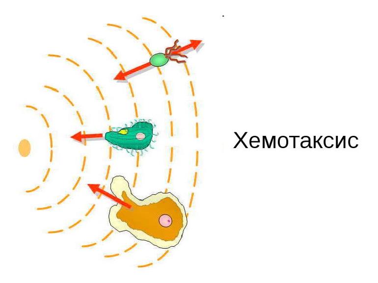 Тельца Хемотаксис