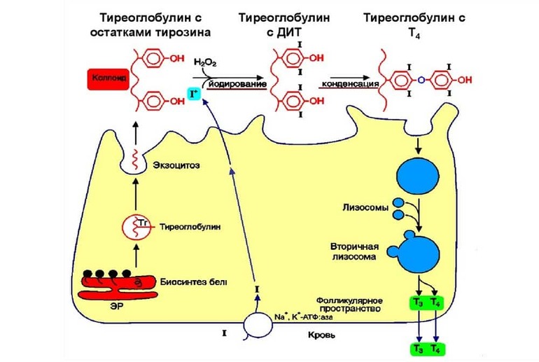 Тиреоглобулин понижен