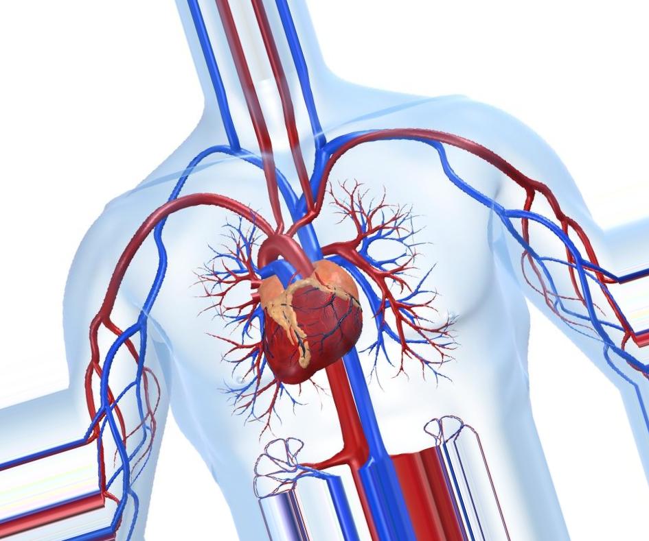 Ишемическая болезнь сердца