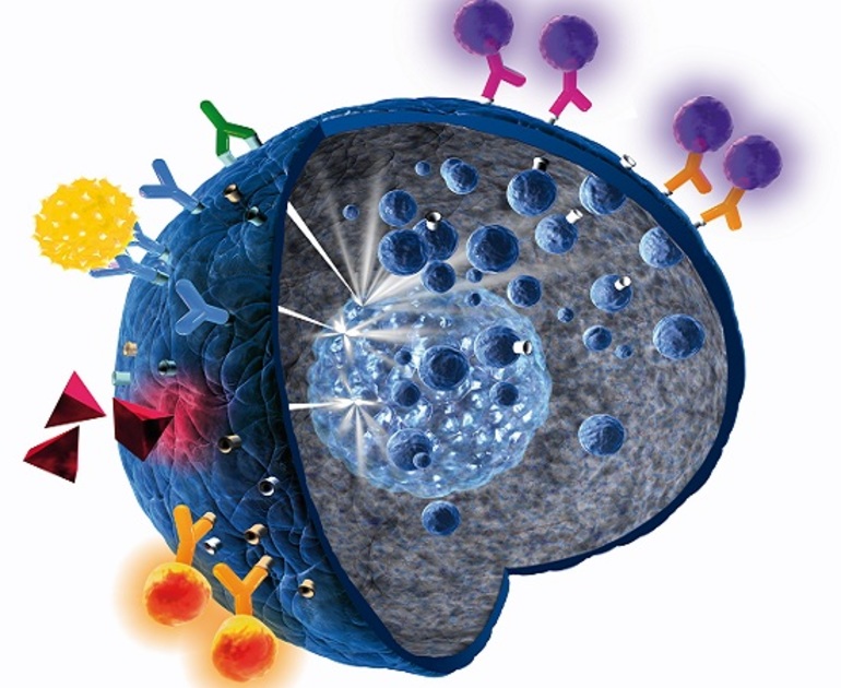 Виды лейкоцитов