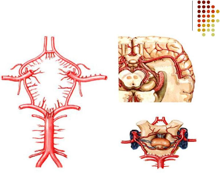 Виллизиев круг