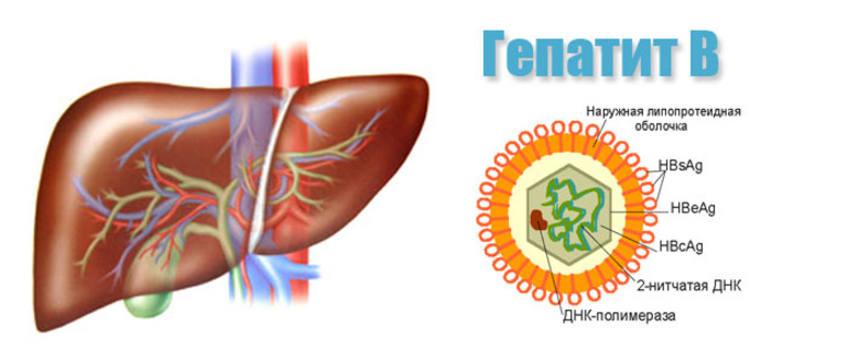 Вирус гепатита B